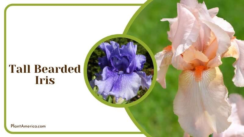 Tall Bearded Iris blooms in the late spring Plant America