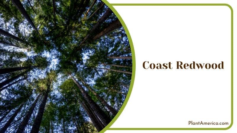 Tall Coast Redwood Forests Plant America