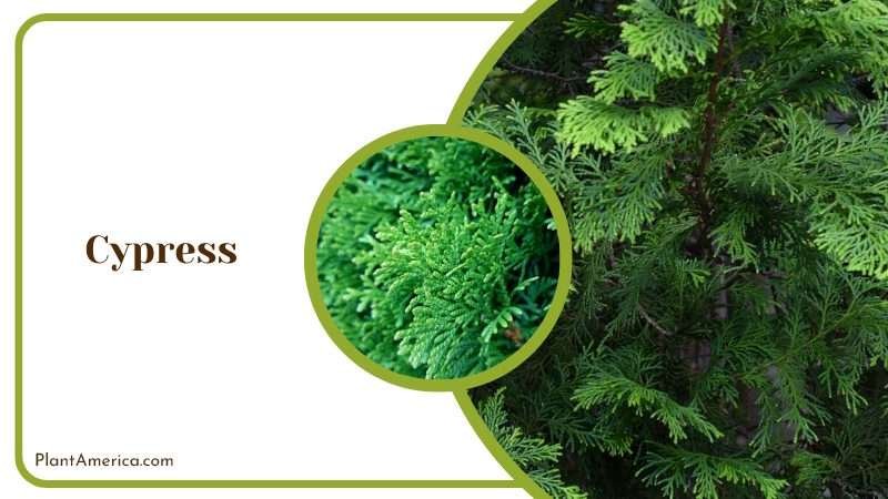 Tall Cypress Trees Plant America