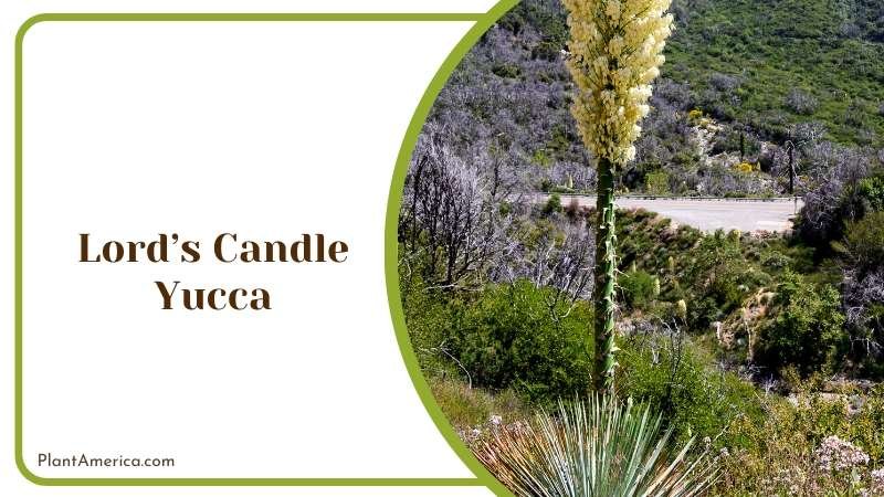 Tall Lords Candle Yucca Plant America