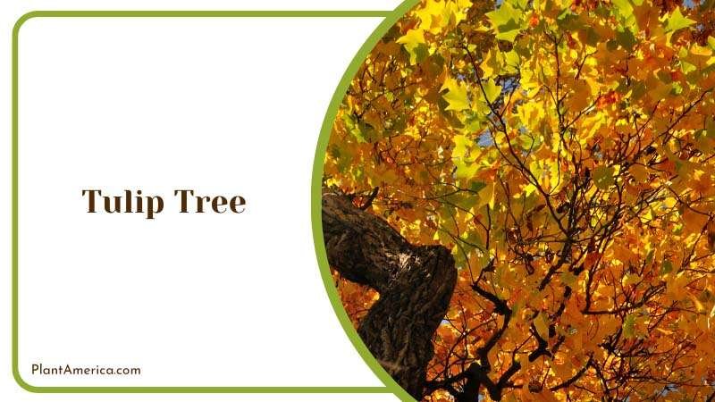 Tall Native Flowering Tulip Tree Plant America