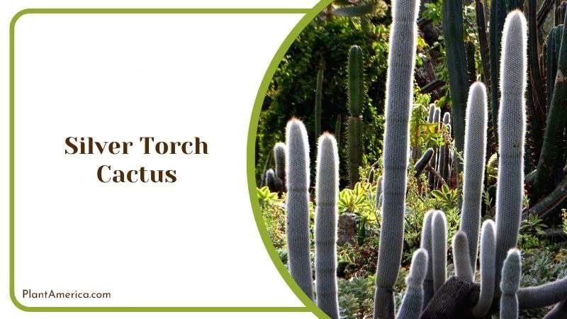 Tall Silver Torch Cactus Plant Plant America Tall Silver Torch Cactus Plant Plant America