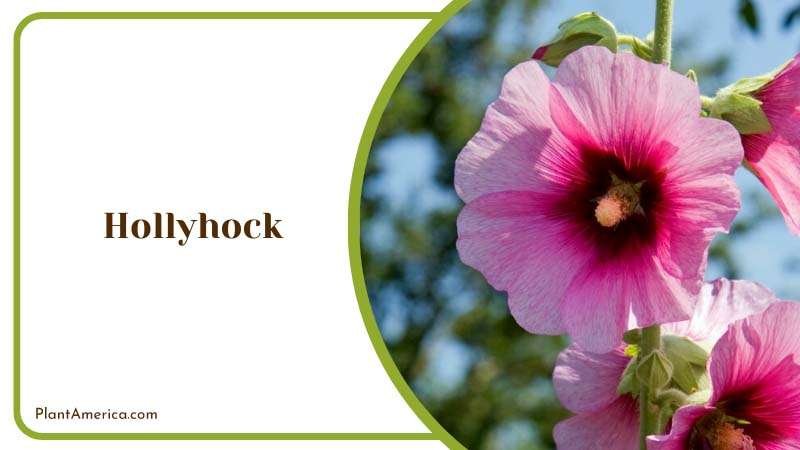Tall and Regal Hollyhock Plant America