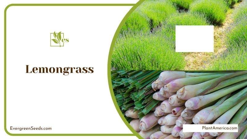 Tall and Stalky Lemongrass PlantAmerica