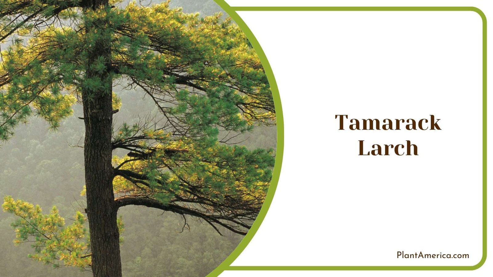 Tamarack Larch Plant America