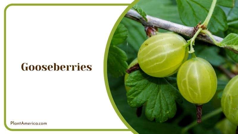 Tangy Gooseberry Delight Plant America
