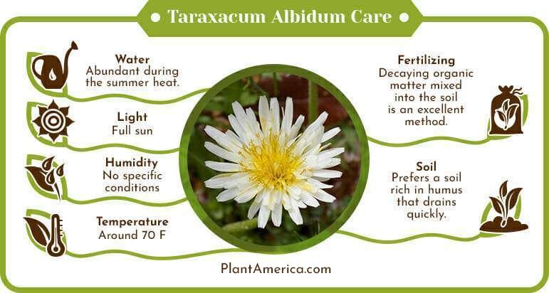 Taraxacum Albidum Care Infographic Plant America Taraxacum Albidum: Remarkable Ways of Growing the White Dandelion