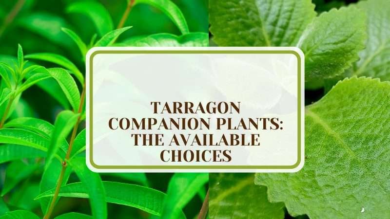 Tarragons Perfect Plant Pairings PlantAmerica 6 Tarragon Companion Plants: The Available Choices