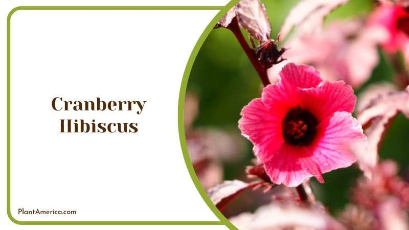 Tart Cranberry Hibiscus Plant Plant America Tart Cranberry Hibiscus Plant Plant America