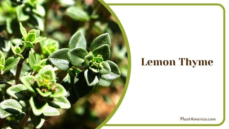 Tart Herb with a Zesty Flavor PlantAmerica Tart Herb with a Zesty Flavor PlantAmerica