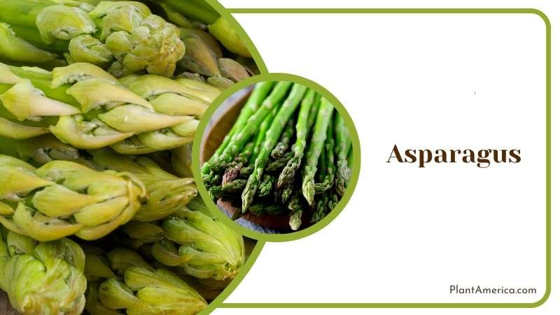Tasty Asparagus Stalks Plant America