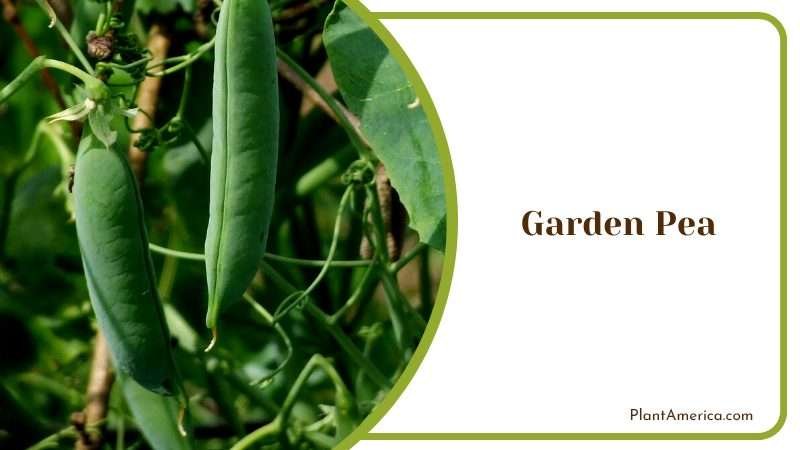 Tasty Garden Pea Flowers PlantAmerica