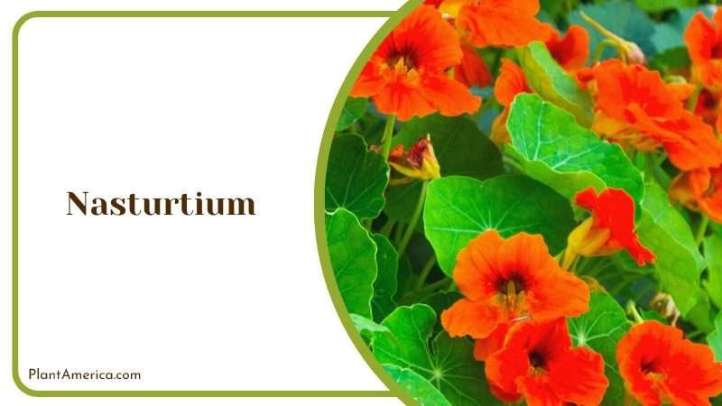 Tasty Nasturtium Flowers in Garden PlantAmerica
