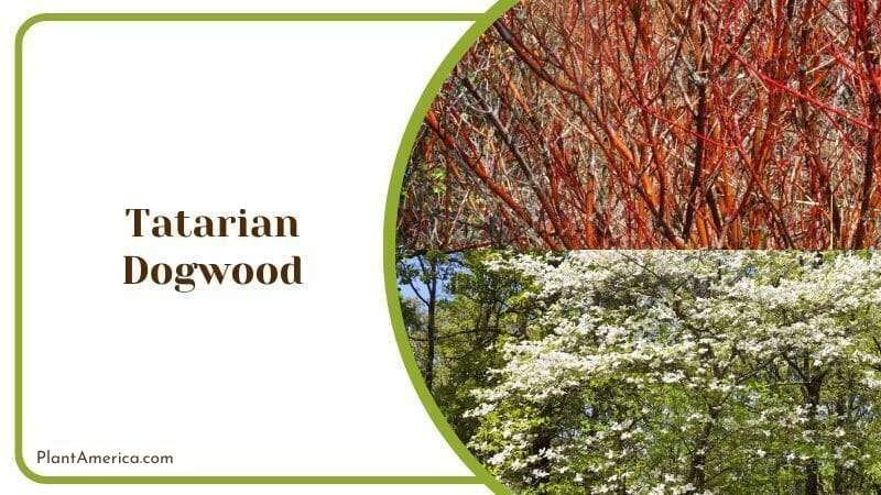 Tatarian Dogwood Plant America 1