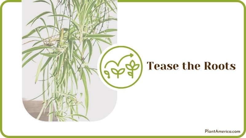 Tease the Roots to Release as Much Soil as Possible Plant America Tease the Roots to Release as Much Soil as Possible Plant America