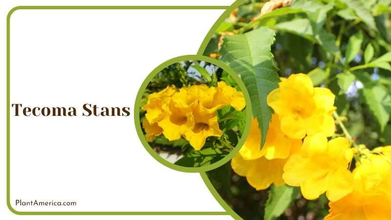 Tecoma Stans Trumpet Flowers PlantAmerica