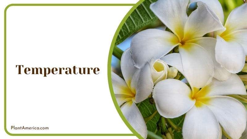 Temperature Adjustment for Plumeria Alba Plant America