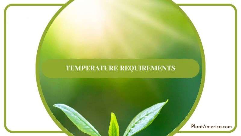 Temperature Care for Fishbone Cactus Plant America