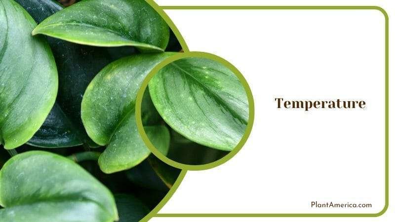 Temperature Management for Disease and Pest Resistance Scind PlantAmerica