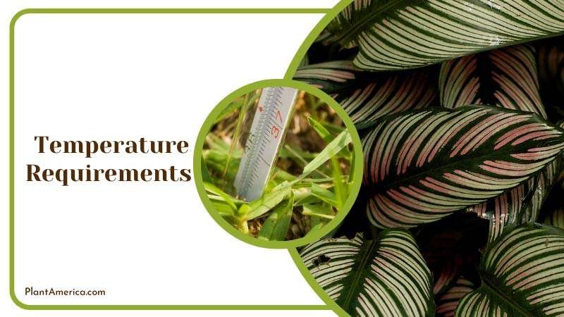 Temperature Requirements Of Calathea Concinna ~ PlantAmerica Temperature Requirements Of Calathea Concinna ~ PlantAmerica