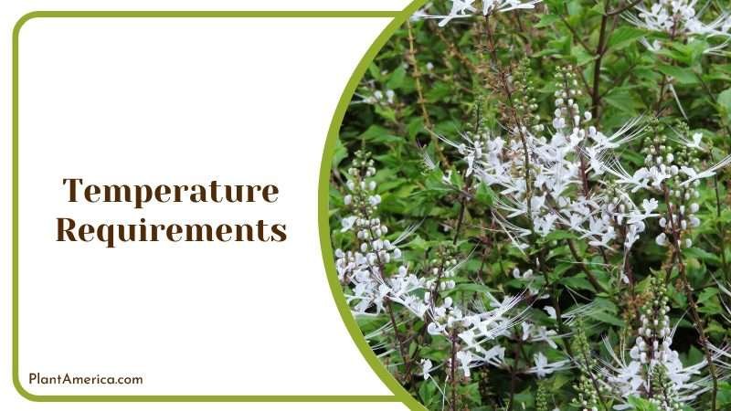 Temperature Requirements Plant America