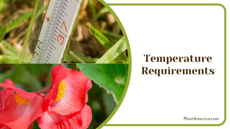 Temperature Requirements for Begonia ~ PlantAmerica