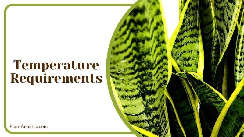 Temperature Requirements of water based snake plant PlantAmerica