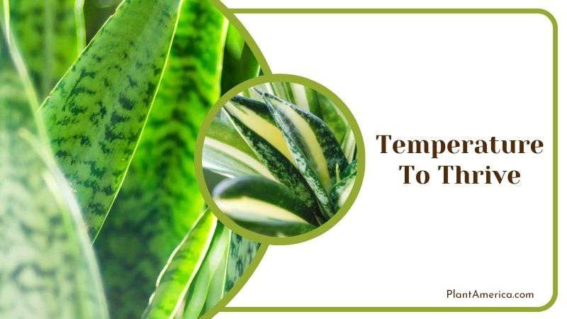 Temperature To Thrive PlantAmerica