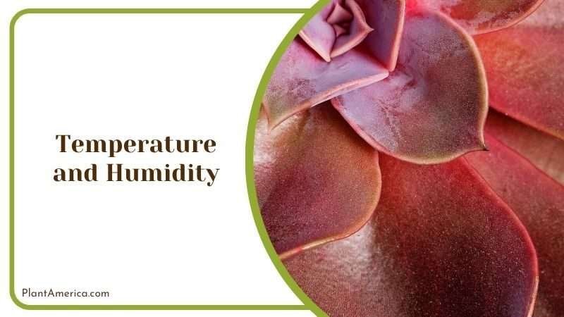 Temperature and Humidity for Echeveria Lilacina Plant America Temperature and Humidity for Echeveria Lilacina Plant America