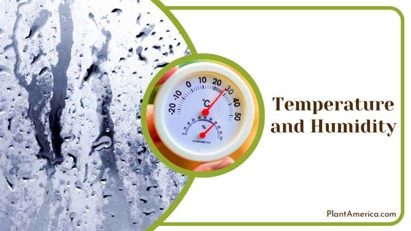 Temperature and Humidity for Monstera ~ PlantAmerica