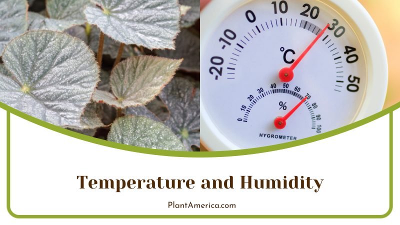 Temperature for Begonia Darthvaderiana ~ PlantAmerica Temperature for Begonia Darthvaderiana ~ PlantAmerica