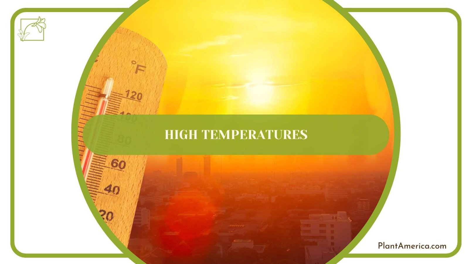 Temperature for Prayer Plant PlantAmerica