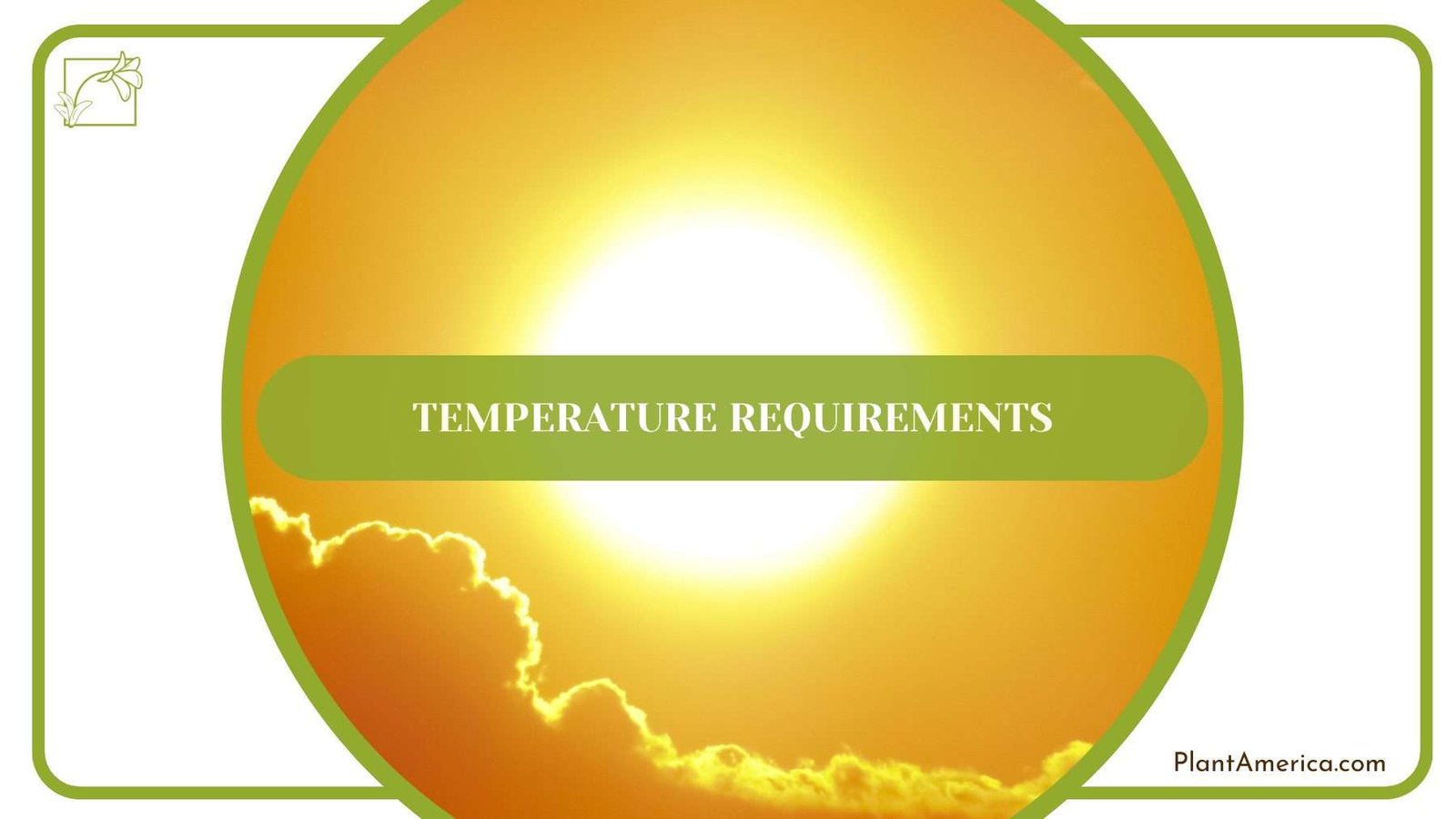 Temperature of Plumosa Fern PlantAmerica