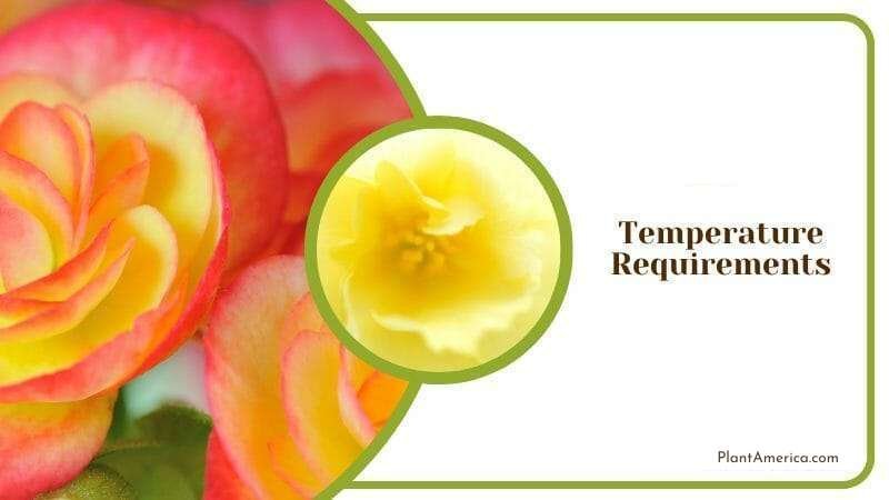 Temperature required in Begonia Goegoensis ~ Plant America