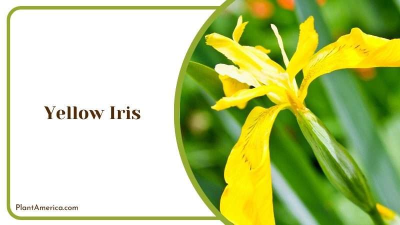 Tender Yellow Iris Plant America