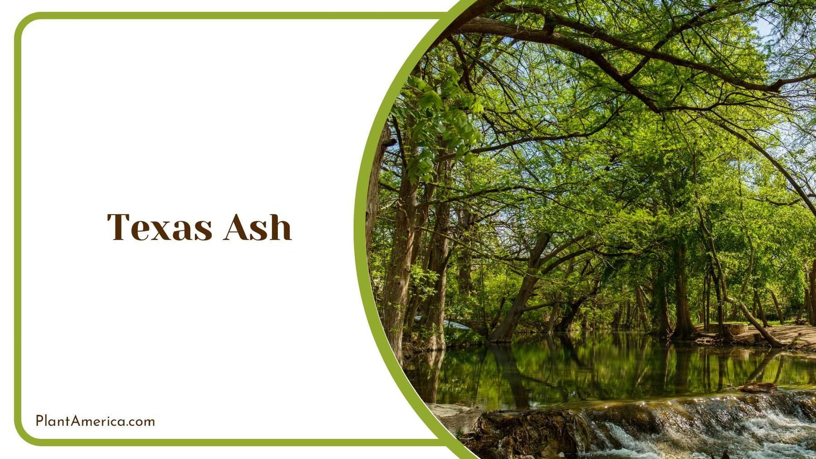 Texas Ash Trees In The Park PlantAmerica