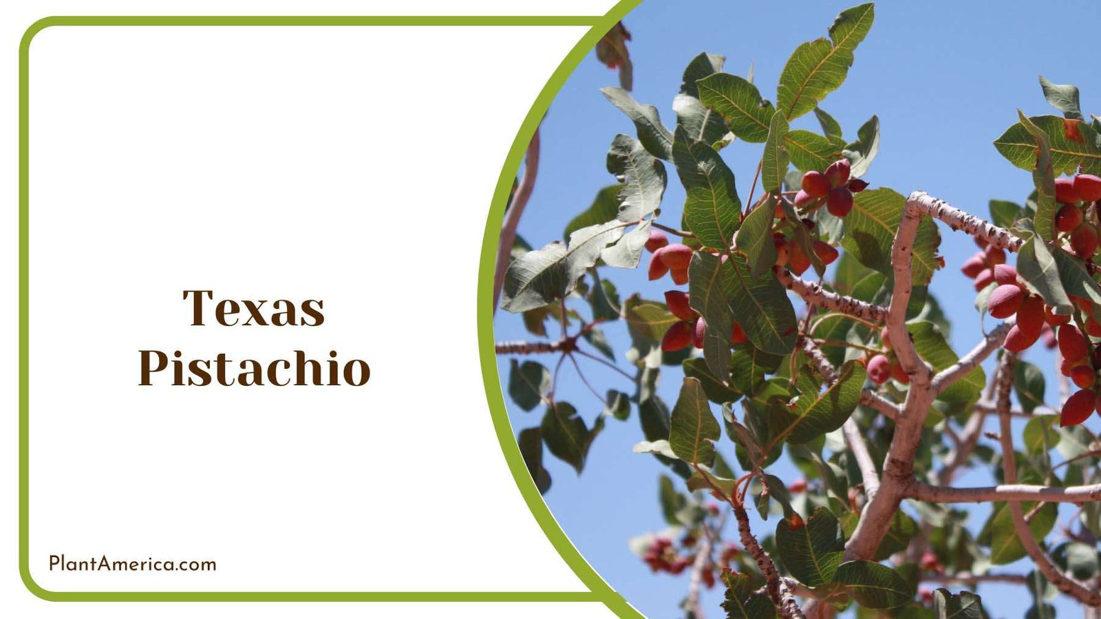 Texas Pistachio Branch Plant America