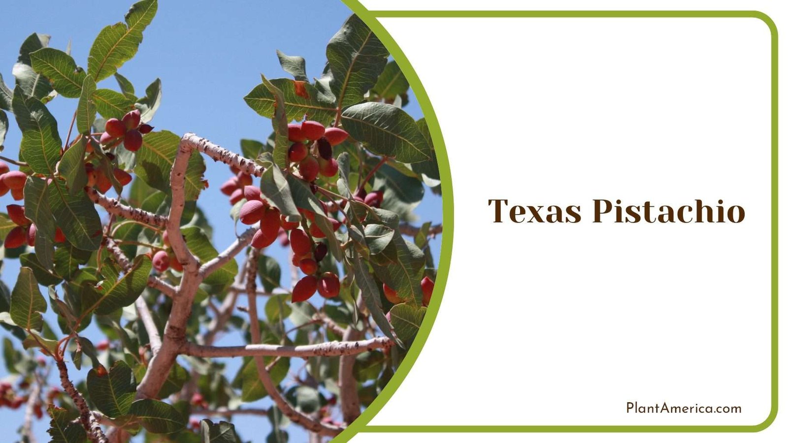 Texas Pistachio Medium Sized PlantAmerica