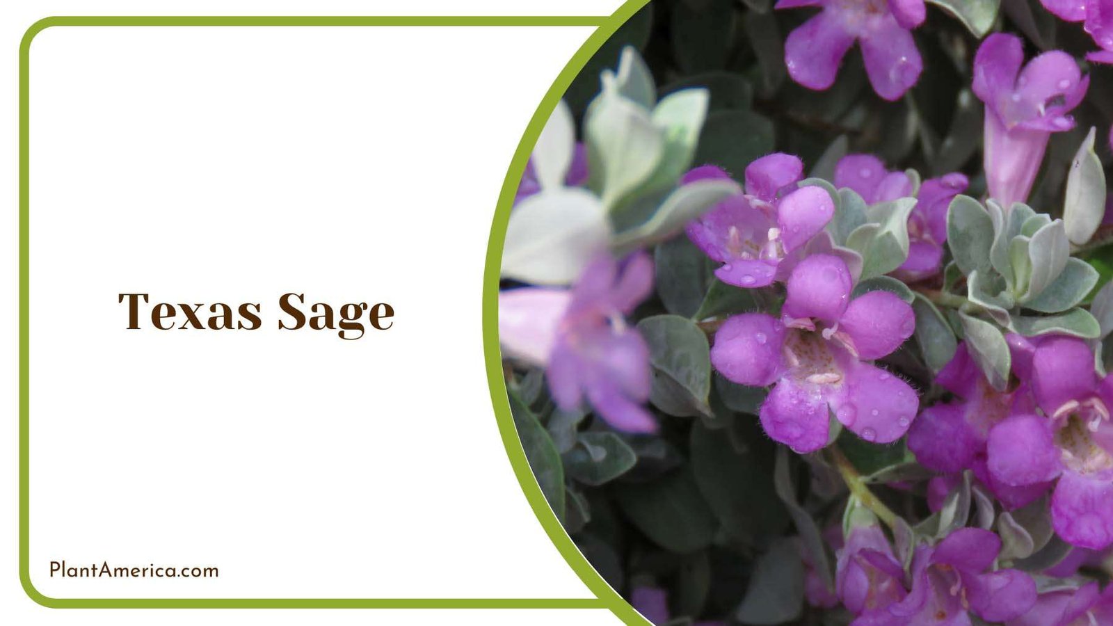 Texas Sage Linear Leaves Plant America
