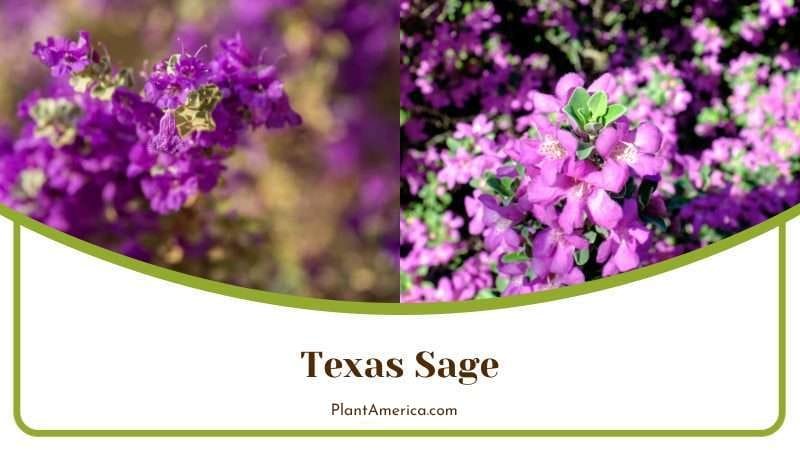 Texas Sage PlantAmerica 1 Texas Sage PlantAmerica 1