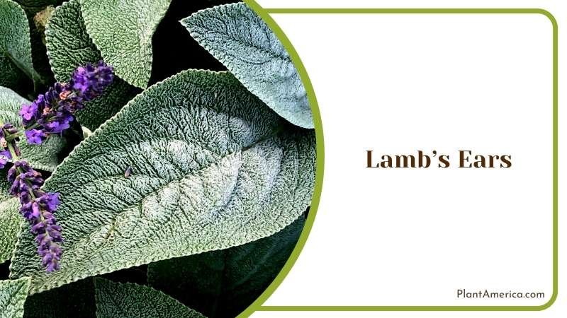 Textural Treat of the Plant Plant America