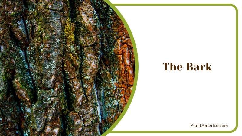 Textured Bark of White Oak Plant America