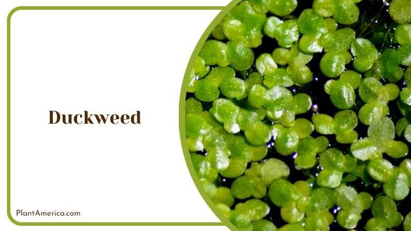 The Advantages of Duckweed Plant America