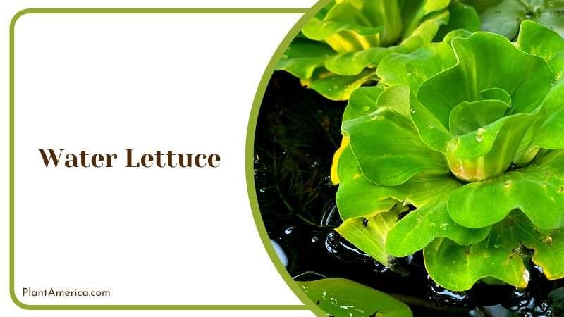 The Advantages of Water Lettuce Plant America