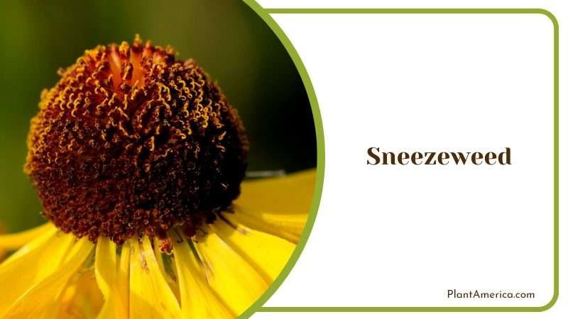 The Allergics Delight Sneezeweed PlantAmerica