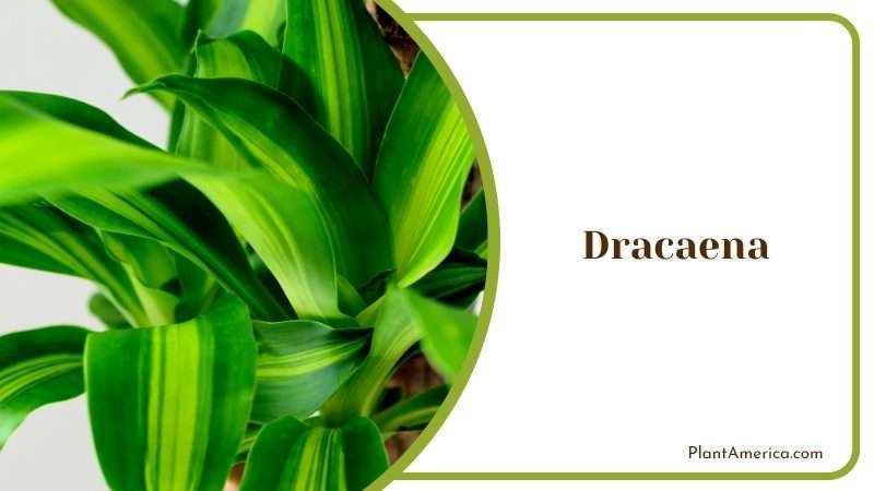 The Alluring Gollum Jade Plant America 1