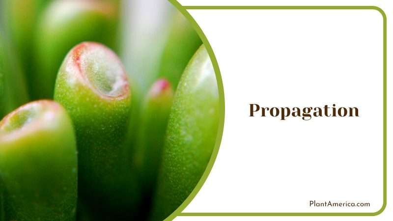 The Alluring Gollum Jade Plant America 2