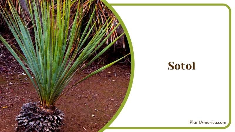 The Alluring Gollum Jade Plant America