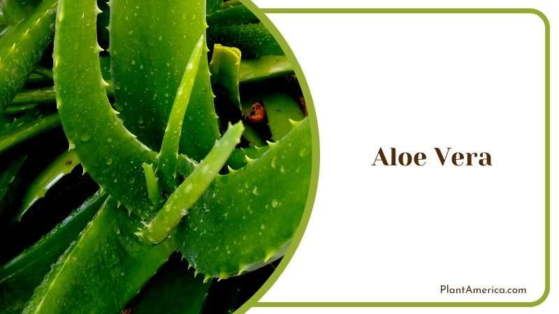 The Aloe Vera Healing Plant Plant America