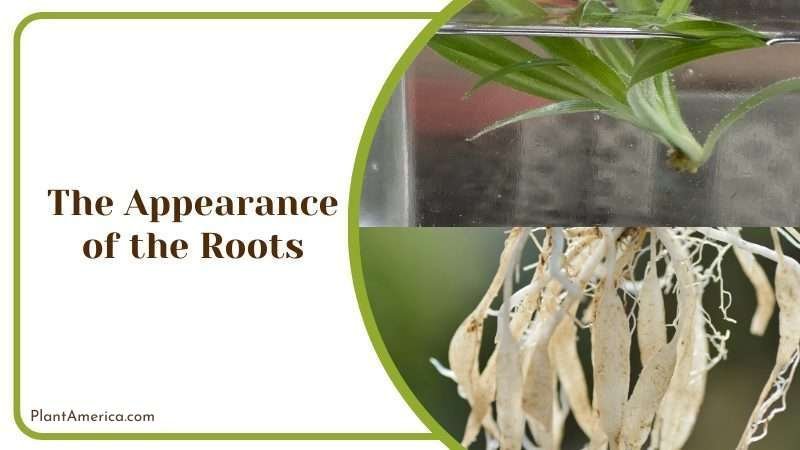 The Appearance of the Roots Plant America The Appearance of the Roots Plant America
